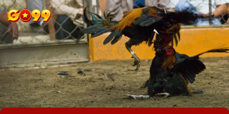 Kinh nghiệm và nhận định kèo chọi kê Peru